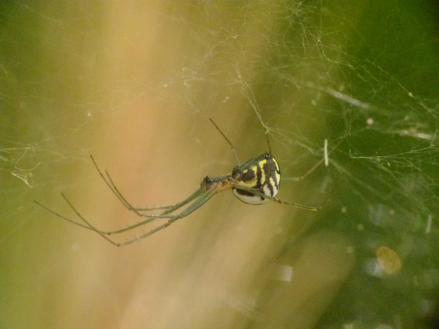 Neriene peltata?